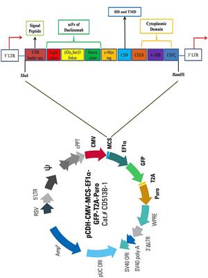 A Novel CAR Expressing NK Cell Targeting CD25 With the Prospect of Overcoming Immune Escape Mechanism in Cancers